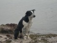/album/hundar/havet-016-jpg/